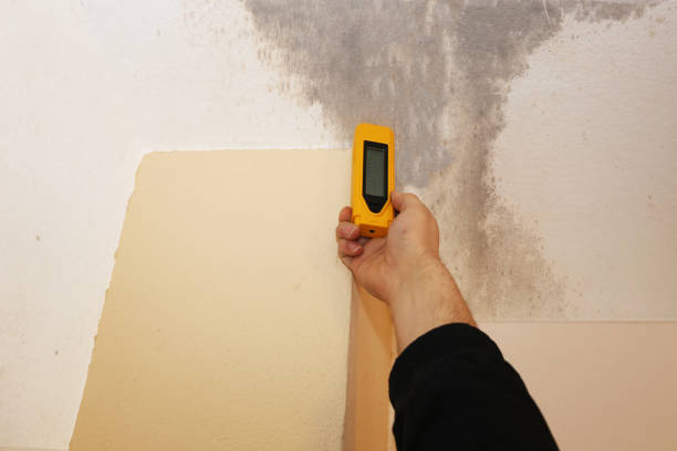 Mold Remediation for Rental Properties in Iron River, MI