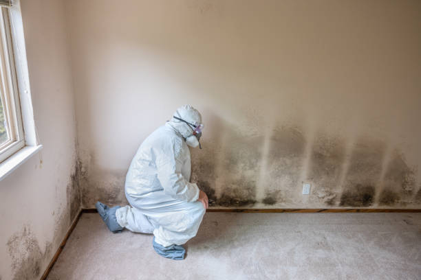 Best Commercial Mold Inspection  in Iron River, MI