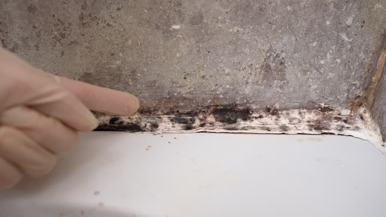 Best Emergency Mold Remediation  in Iron River, MI